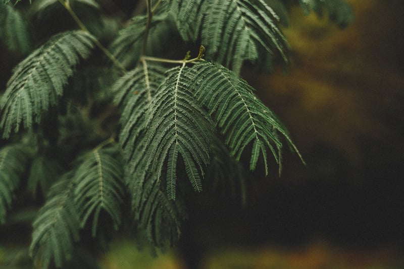 Air-Purifying Greenery